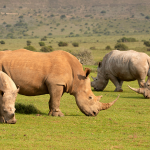 ThreatQuotient Celebrates World Rhino Day 2020 With Ongoing Support for Helping Rhinos