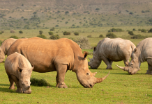 ThreatQuotient Celebrates World Rhino Day 2020 With Ongoing Support for Helping Rhinos
