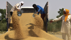 The Indian Wheat Crisis: What We Know So Far  