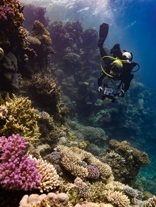 Largest Environmental & Wildlife Study Of The Red Sea Coast Sets New Standard For Responsible Tourism  